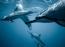 体育娱乐-CBA-廖三宁11+10送绝杀 北控险胜福建